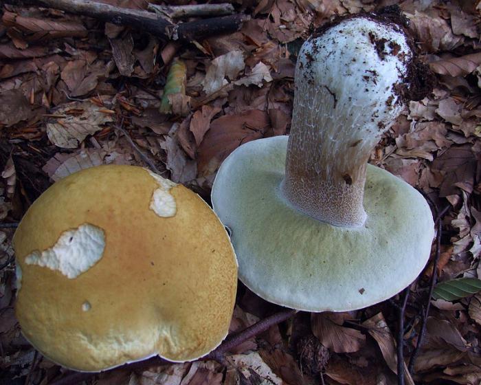 Как приготовить белые грибы? Белый гриб: блюда, рецепты, фото :: SYL