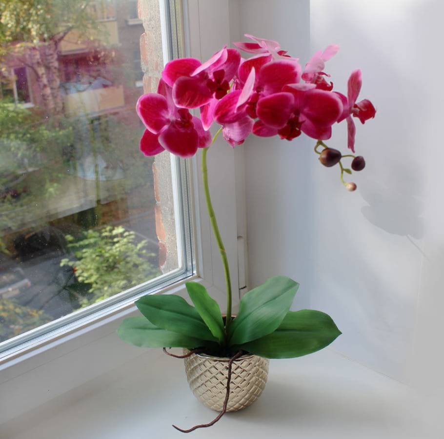 Домашняя Орхидея Фото В Горшке