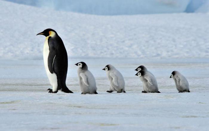 к чему снятся пингвины в воде