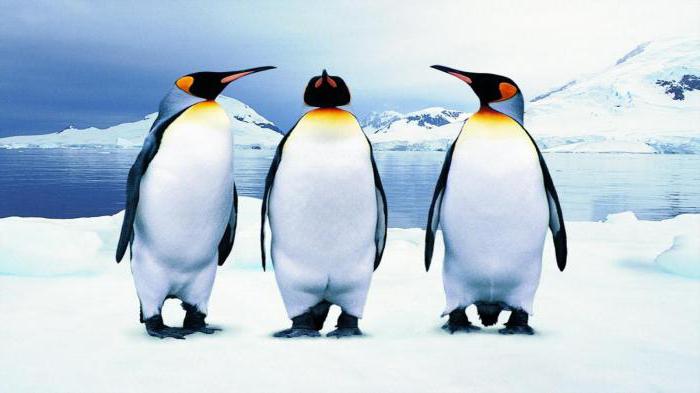 к чему снятся пингвины сонник