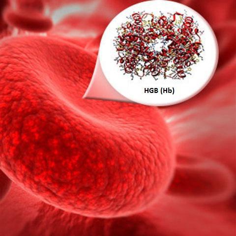 Как обозначают гемоглобин в биохимическом анализе крови thumbnail