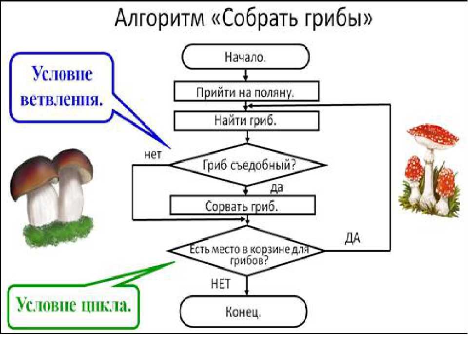 Алгоритмы жизни. Примеры алгоритмов из жизни. Циклический алгоритм для детей. Интересные алгоритмы. Алгоритм в биологии.