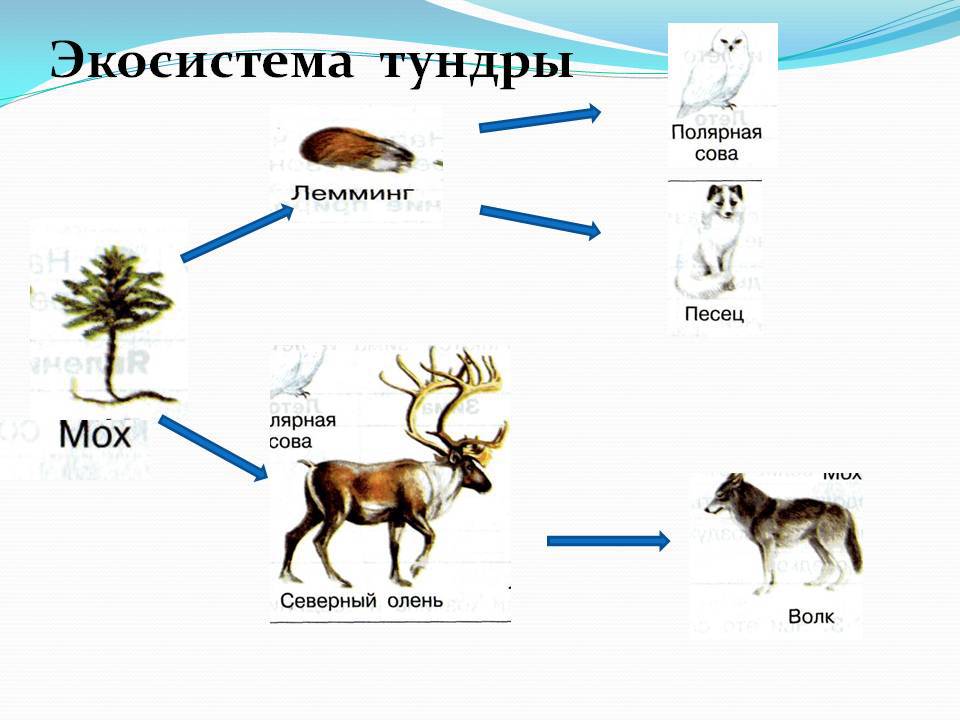 Схема питания тундры 4 класс окружающий мир - Схемы 3