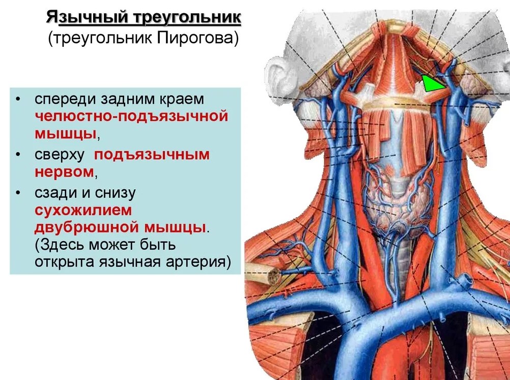 треугольник пирогова это