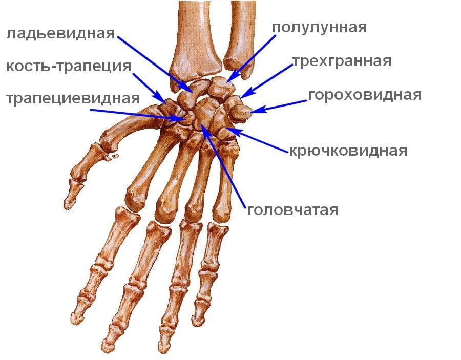 Кости запястья