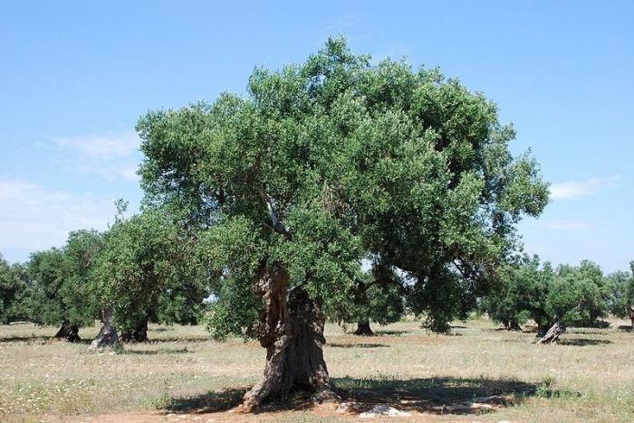 оливковое масло польза и вред