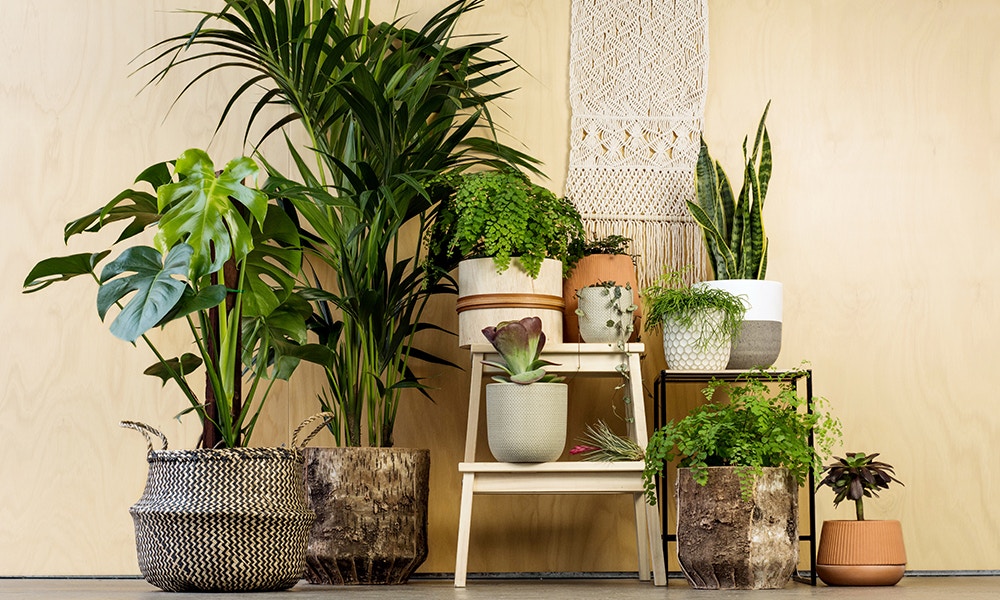 Houseplants растение